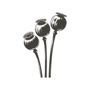Poppy Seed Pods Machine Embroidery Design, Floral Embroidery File